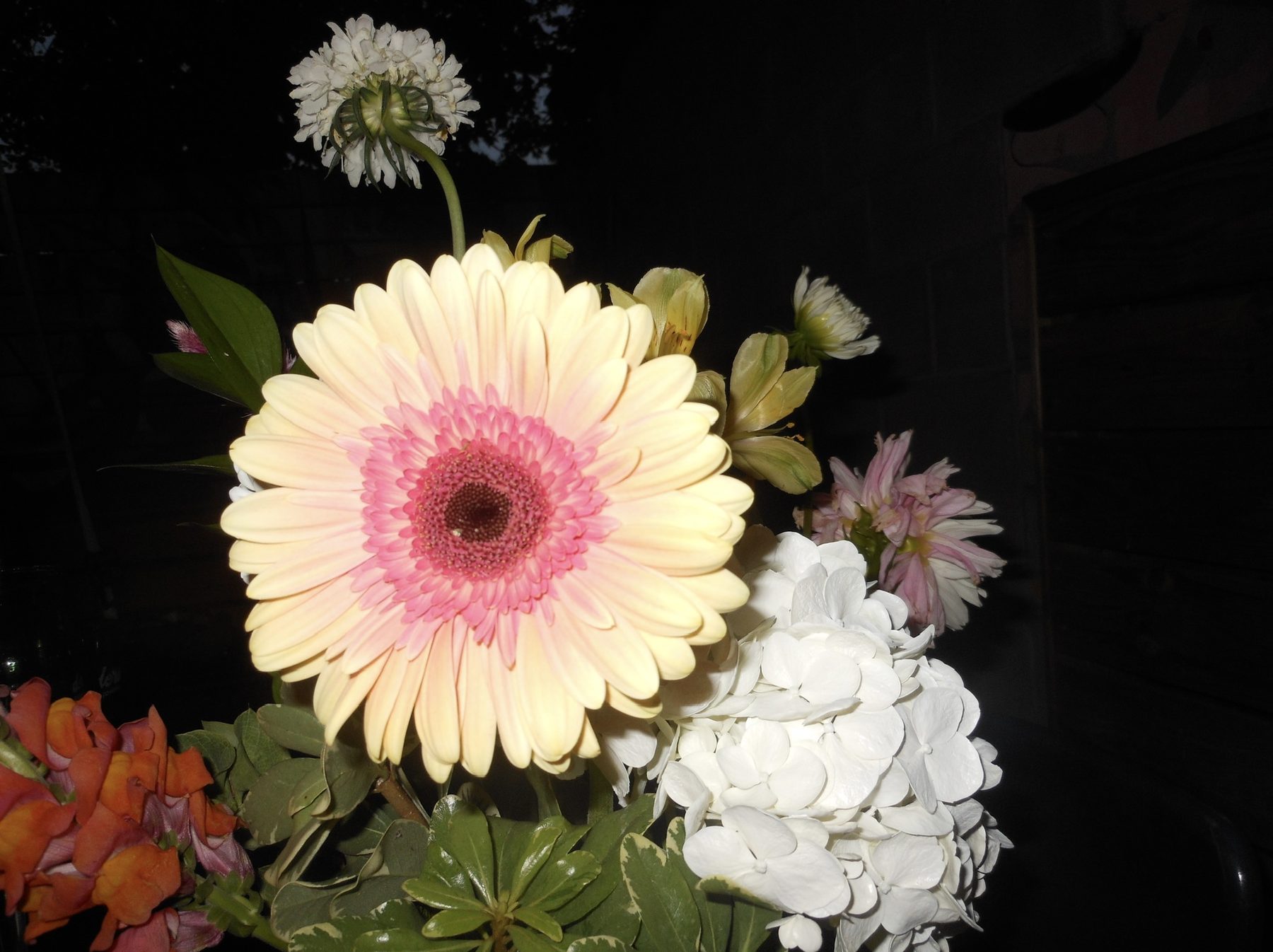 Close-up of a blush gerbera daisy with white hydrangea and orange snapdragons